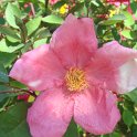 R_chinensis 'Mutabilis' fleur_DM12